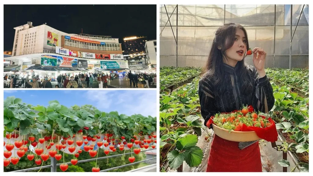 TP. Hồ Chí Minh – Đà Lạt (3N2Đ)